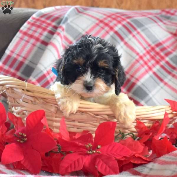 Dakota, Cavapoo Puppy