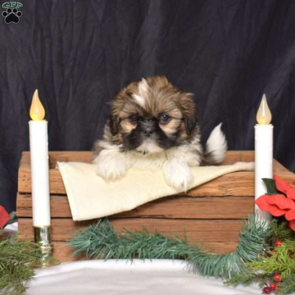 Dakota, Shih Tzu Puppy