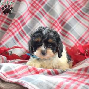 Dakota, Cavapoo Puppy