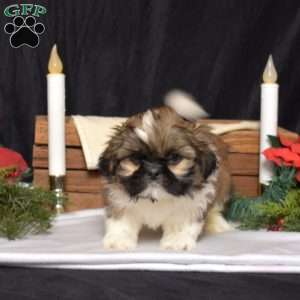 Dakota, Shih Tzu Puppy