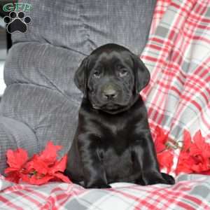 Dakota, Black Labrador Retriever Puppy