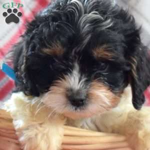 Dakota, Cavapoo Puppy