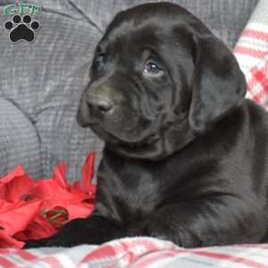 Dakota, Black Labrador Retriever Puppy