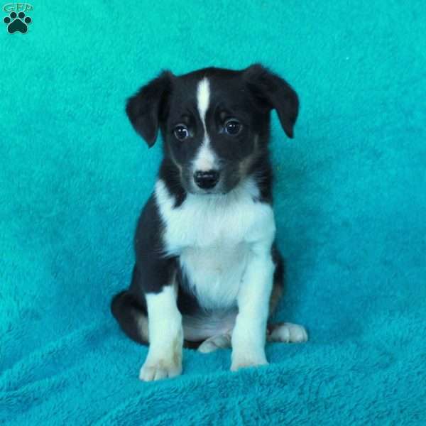 Dallas, Miniature Australian Shepherd Mix Puppy