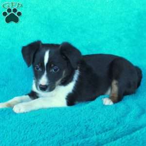 Dallas, Miniature Australian Shepherd Mix Puppy