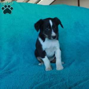 Dallas, Miniature Australian Shepherd Mix Puppy