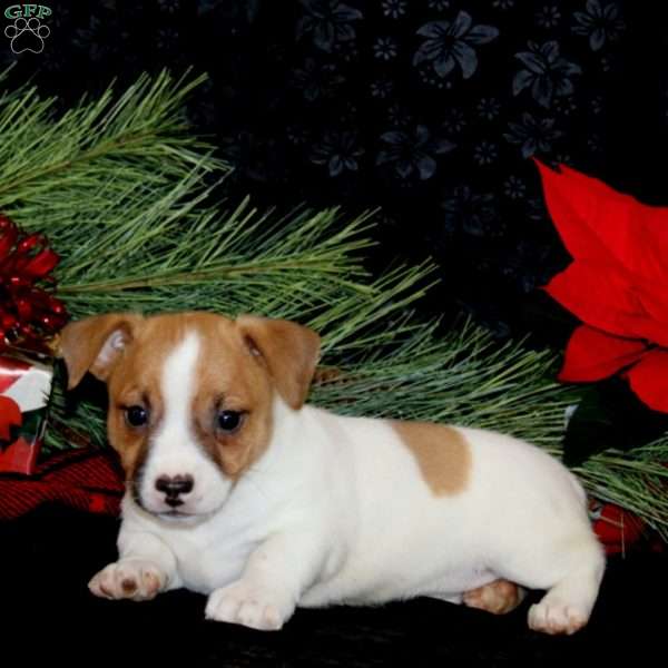 Dallas, Jack Russell Terrier Puppy