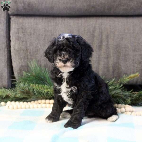 Damien, Cavapoo Puppy