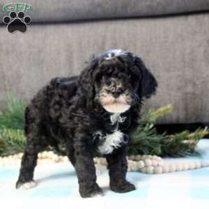 Damien, Cavapoo Puppy