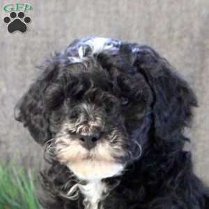 Damien, Cavapoo Puppy