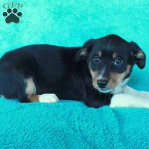 Dana, Miniature Australian Shepherd Mix Puppy