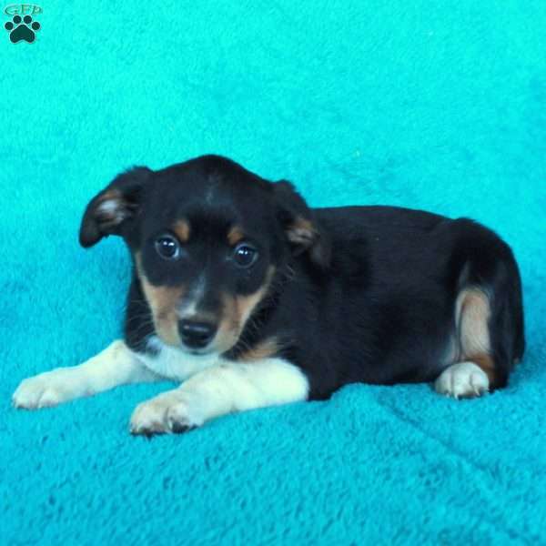 Dana, Miniature Australian Shepherd Mix Puppy
