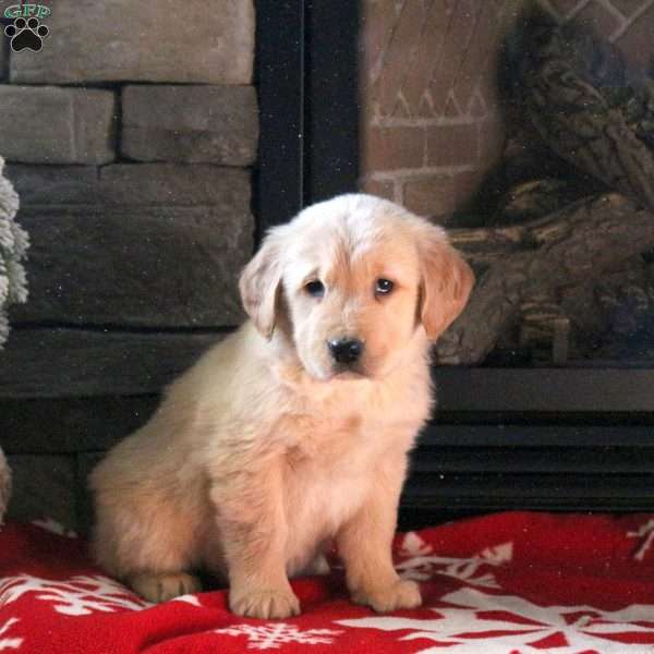 Dana, Golden Retriever Puppy