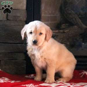 Dana, Golden Retriever Puppy