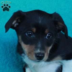 Dana, Miniature Australian Shepherd Mix Puppy