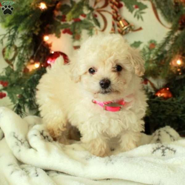 Dancer, Miniature Poodle Puppy