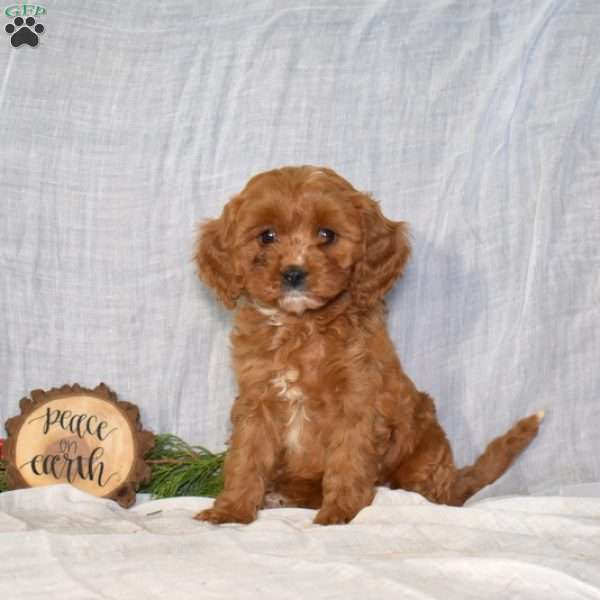 Dancer, Cavapoo Puppy
