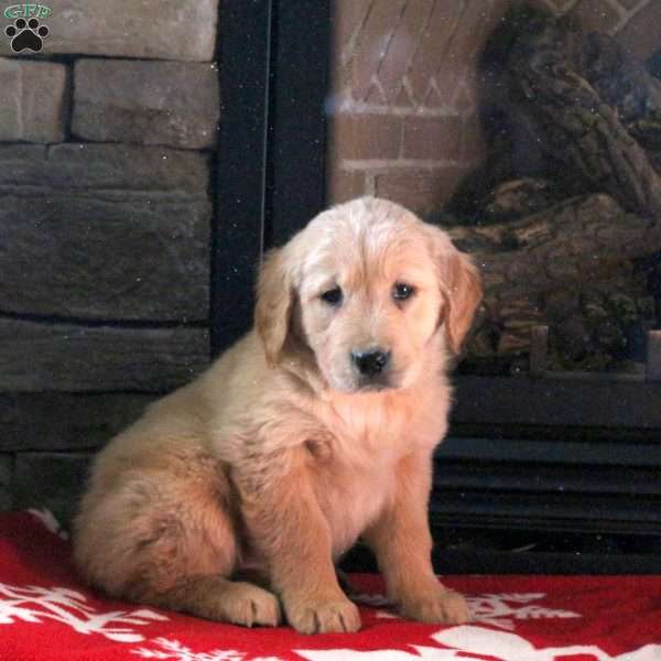 Dancer, Golden Retriever Puppy