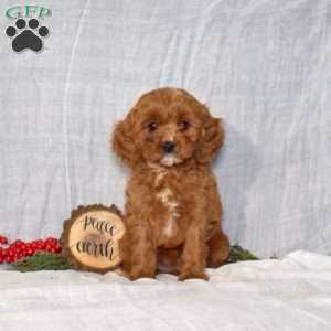 Dancer, Cavapoo Puppy