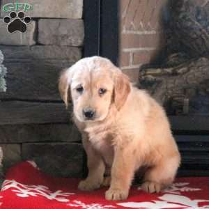 Dancer, Golden Retriever Puppy