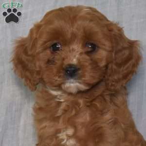 Dancer, Cavapoo Puppy