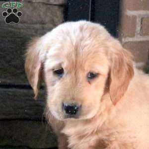 Dancer, Golden Retriever Puppy