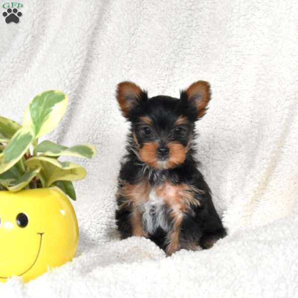 Dancer, Yorkie Puppy