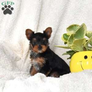 Dancer, Yorkie Puppy