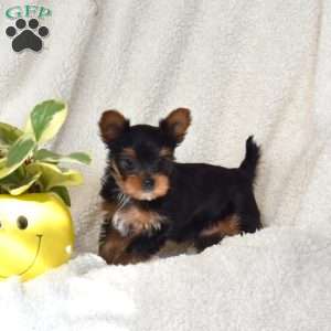 Dancer, Yorkie Puppy