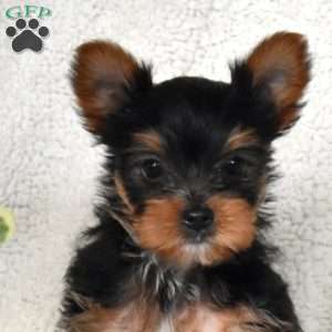 Dancer, Yorkie Puppy