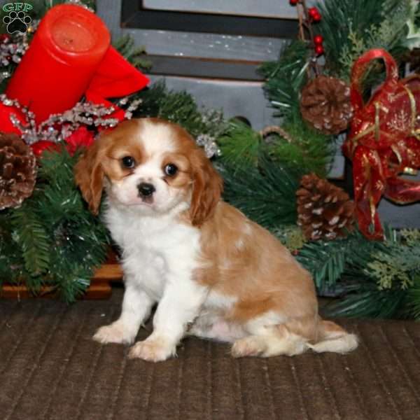 Dancer, Cavalier King Charles Spaniel Puppy
