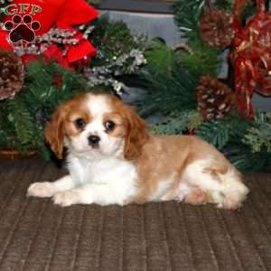 Dancer, Cavalier King Charles Spaniel Puppy