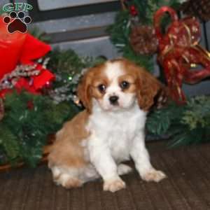 Dancer, Cavalier King Charles Spaniel Puppy