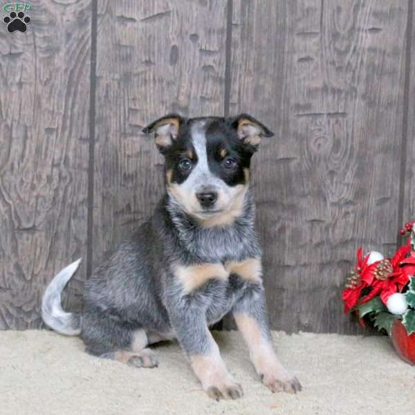 Dandy, Blue Heeler – Australian Cattle Dog Puppy