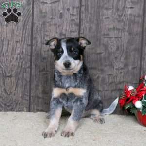 Dandy, Blue Heeler – Australian Cattle Dog Puppy
