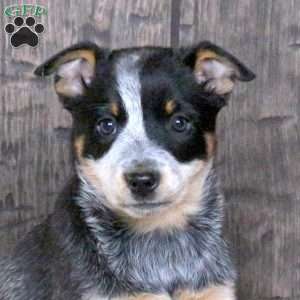Dandy, Blue Heeler – Australian Cattle Dog Puppy