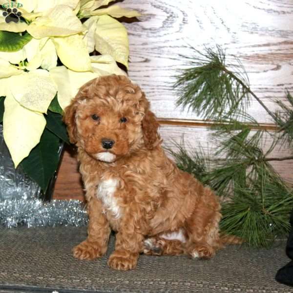 Dandy, Miniature Poodle Mix Puppy