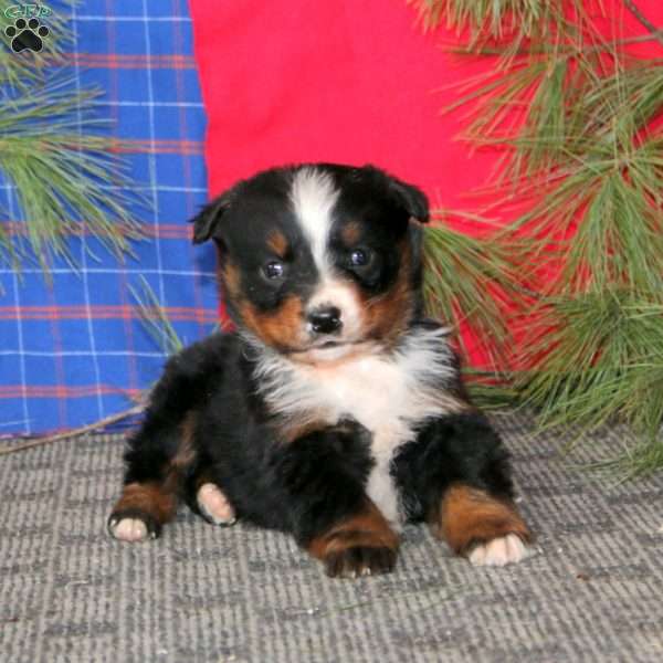 Dandy, Australian Shepherd Puppy