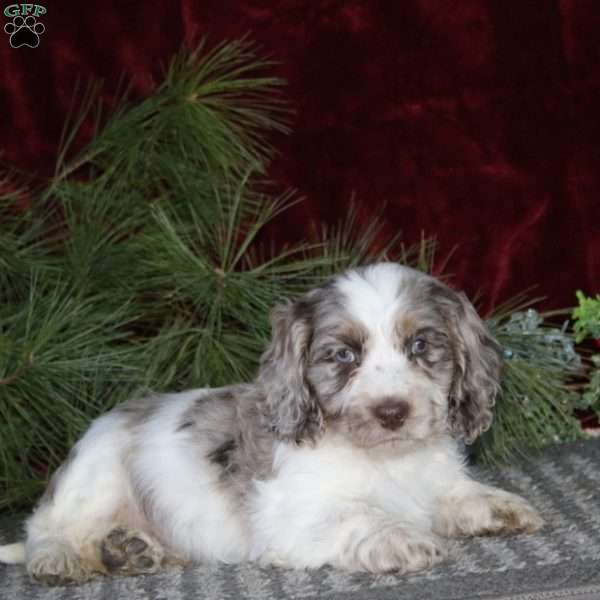 Dandy, Cockapoo Puppy