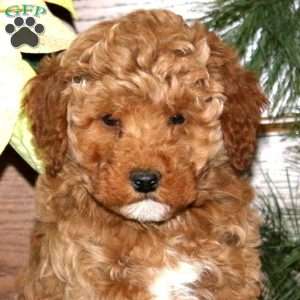 Dandy, Miniature Poodle Mix Puppy
