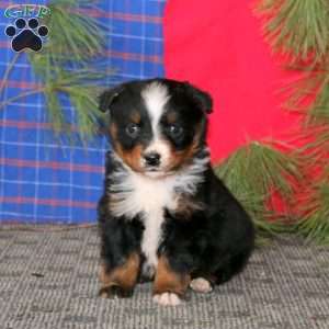 Dandy, Australian Shepherd Puppy