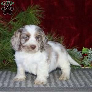 Dandy, Cockapoo Puppy