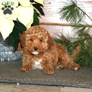 Dandy, Miniature Poodle Mix Puppy