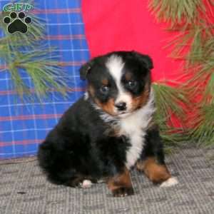 Dandy, Australian Shepherd Puppy