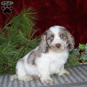 Dandy, Cockapoo Puppy