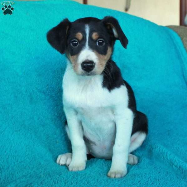 Daphne, Miniature Australian Shepherd Mix Puppy