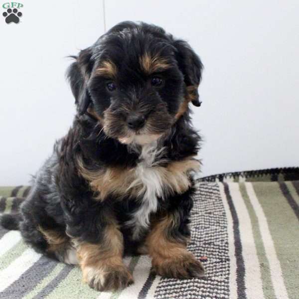 Daphne, Mini Bernedoodle Puppy