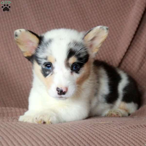 Daphne, Pembroke Welsh Corgi Puppy