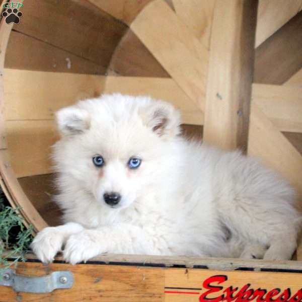 Daphne, Pomsky Puppy