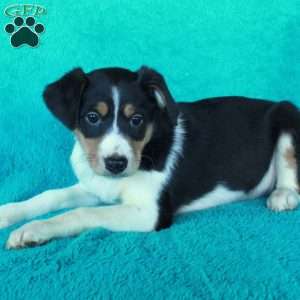 Daphne, Miniature Australian Shepherd Mix Puppy